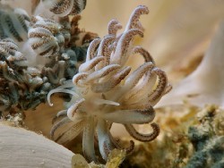 Phyllodesmium jakobsenae