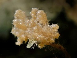 Phyllodesmium koehleri