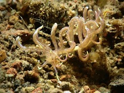 Phyllodesmium macphearsonae