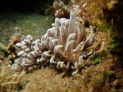 Phyllodesmium magnum