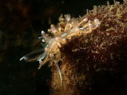 Phyllodesmium opalescens