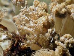 Phyllodesmium pinnatum