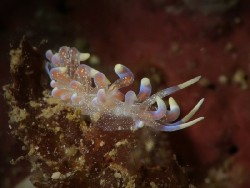 Phyllodesmium poindimiei