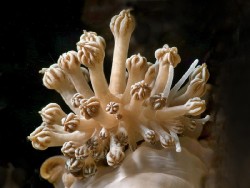 Phyllodesmium rudmani