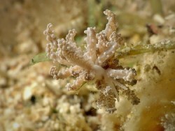 Phyllodesmium tuberculatum