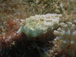 Plakobranchus ocellatus