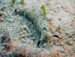 Plakobranchus papua