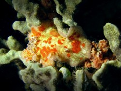 Platydoris cinereobranchiata