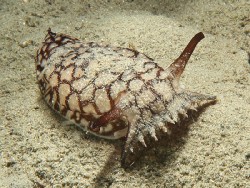Pleurobranchaea brockii