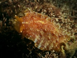 Pleurobranchus albiguttatus2
