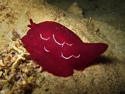 Pleurobranchus forskalii