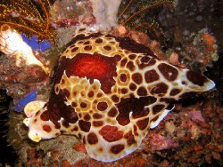Pleurobranchus grandis