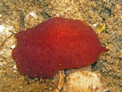 Pleurobranchus peroni