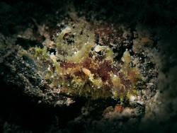 Plocamopherus cylonicus