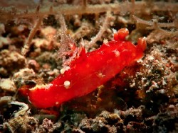 Plocamopherus maculapodium