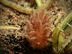 Polybranchia jannae