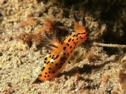 Polycera abei