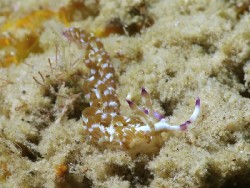 Pteraeolidia semperi