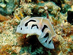 Reticulidia fungia 