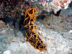 Reticulidia halgerda