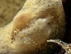 Rostanga sp. 3