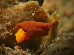 Sagaminopteron pohnpei