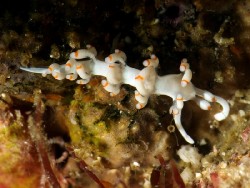 Samla bicolor