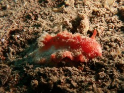 Sclerodoris tuberculata