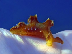 Scyllaea fulva