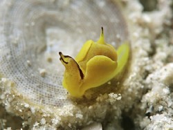 Siphopteron citrinum