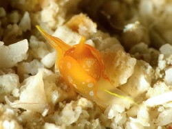 Siphopteron flavolineatum