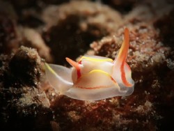 Siphopteron makisig