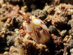 Siphopteron nakakatuwa