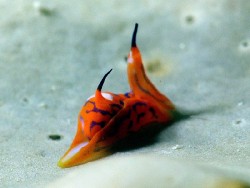 Siphopteron tigrinum