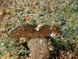 Spinoaglaja orientalis