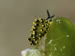 Stiliger ornatus