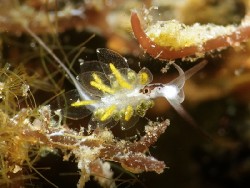 Stiliger sp. 10
