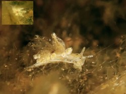 Stiliger sp. 16