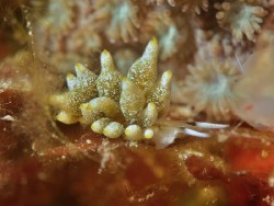 Stiliger sp. 5