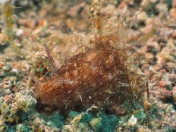 Stylocheilus striatus