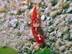 Tambja limaciformis