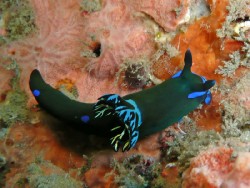 Tambja morosa