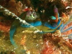 Tambja sp. A