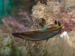 Tambja sp. B