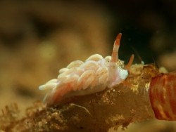 Tenellia sp. 20