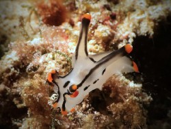 Thecacera picta