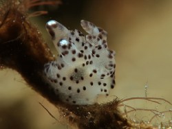 Thecacera sp.