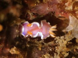 Thorunna halourga