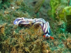 Thuridilla albopustulosa