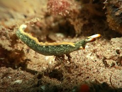 Thuridilla carlsoni